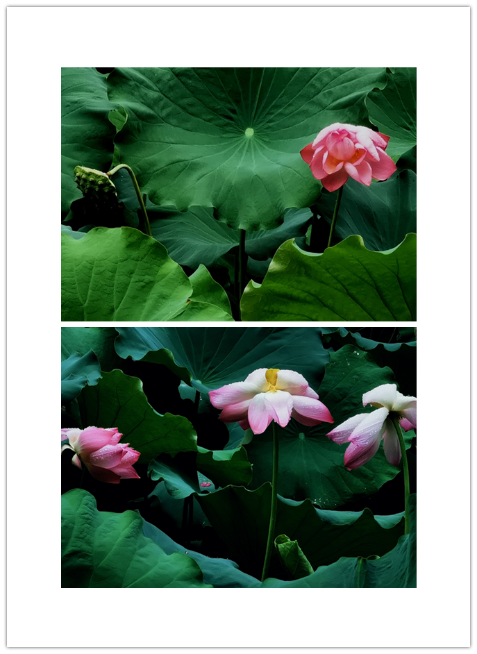 001隰有荷花.png