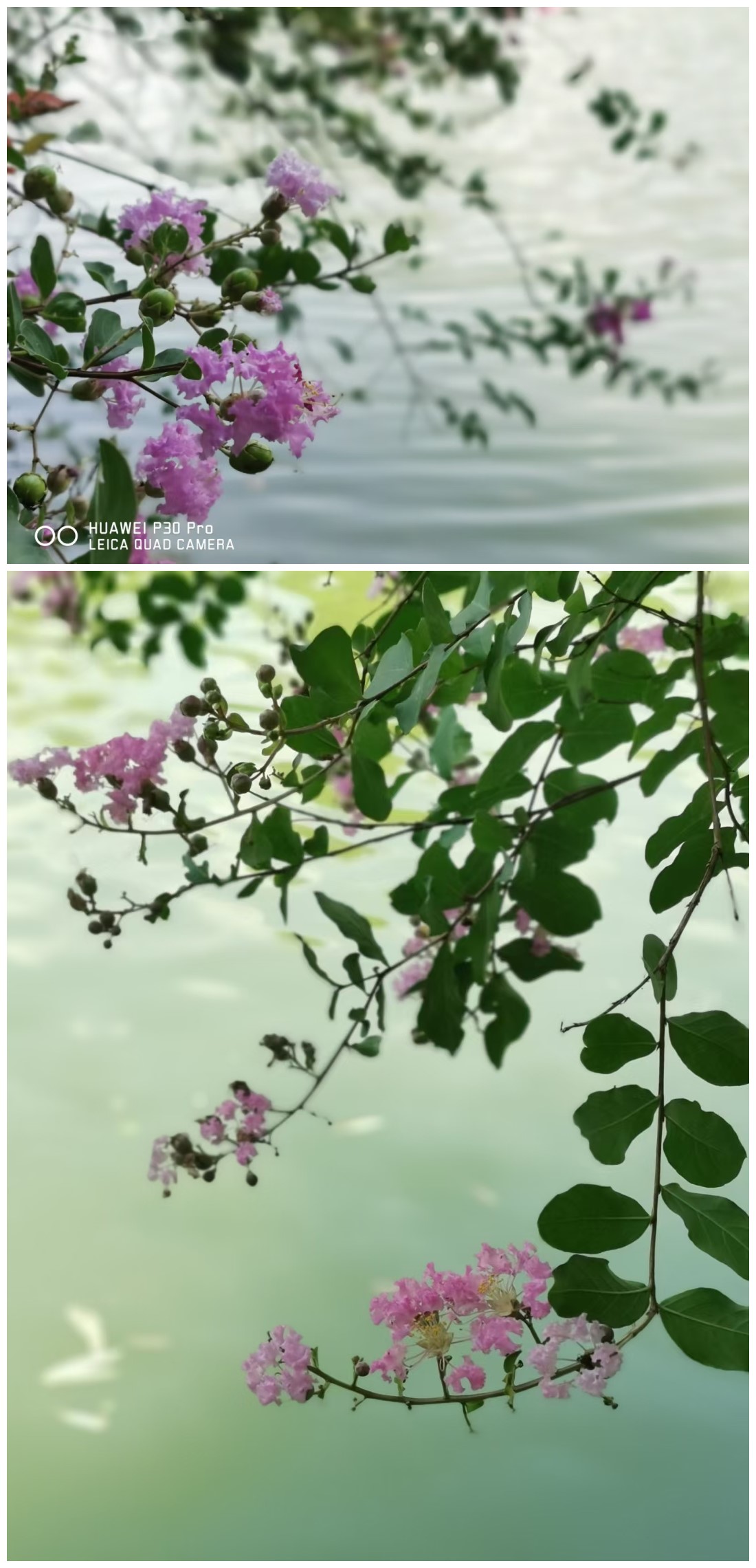紫薇枝上露华浓.jpg